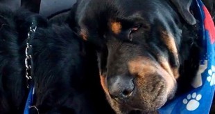 Rottweiler che piange, non si rassegna per la morte del fratello - Il video che commuove il web