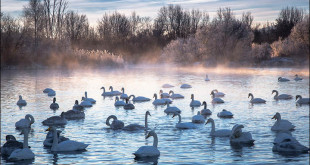 Nel cuore dell’inverno siberiano, un lago ghiacciato è affollato di cigni