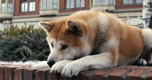 80 anni fa moriva Hachikō, il cane che non ha mai smesso di aspettare il suo padrone