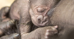 La tenerezza di mamma Bahati - Il gorilla appena nato abbracciato alla sua mamma