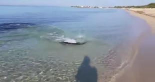 Punta Prosciutto:un piccolo squalo (verdesca) insegue un branzino fino a riva |IL VIDEO