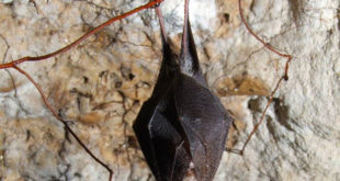 “UPPark!” conta i pipistrelli nel Parco “Terra delle Gravine”