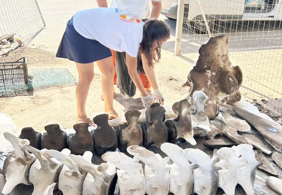 personale JDC esamina scheletro capodoglio a Polignano a Mare